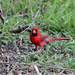 Red Bird on the ground by grannysue