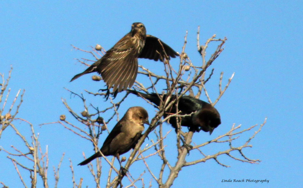 Cowbirds and an unknown brown bird by grannysue