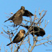 Cowbirds and an unknown brown bird by grannysue