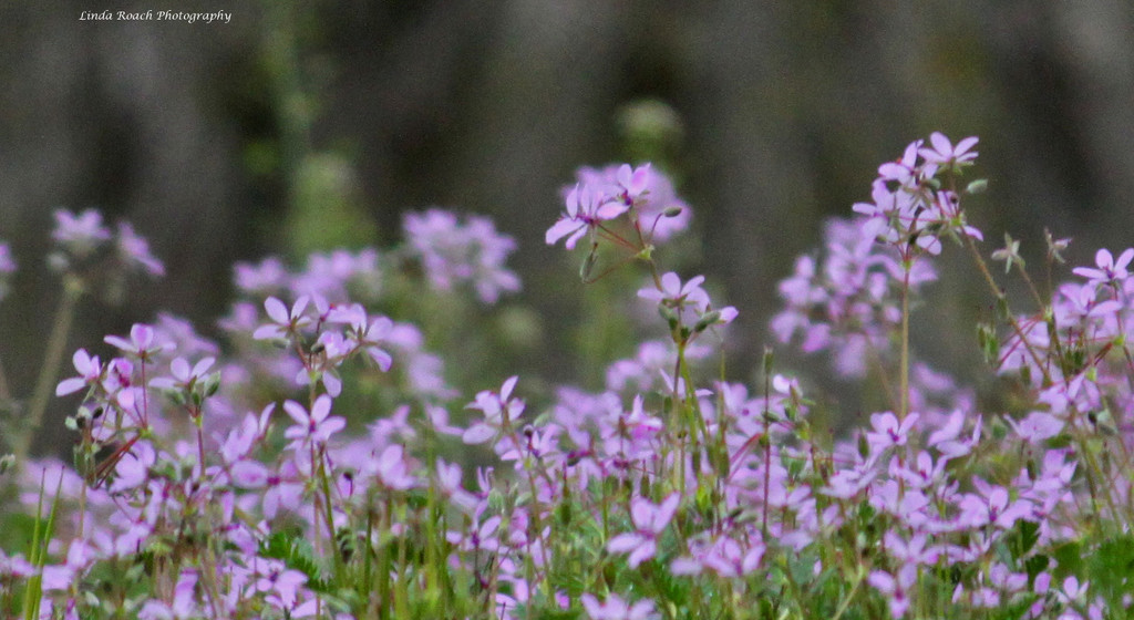 Purple wildflowers by grannysue