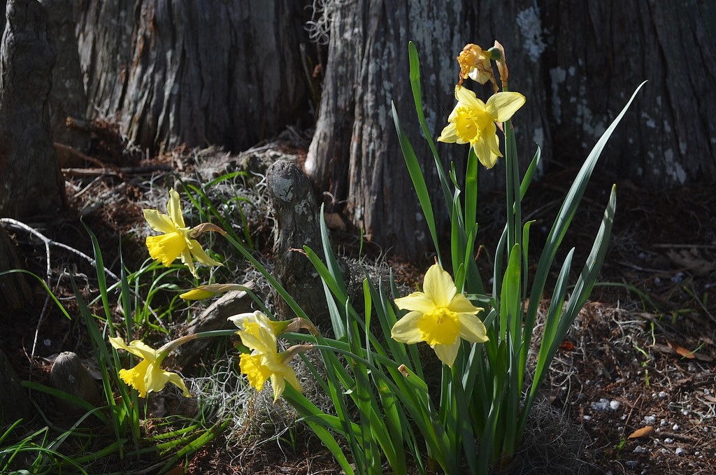 Daffodils by congaree