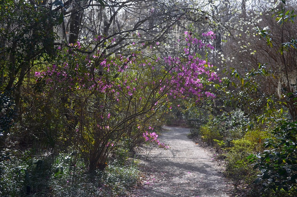 Early spring at Magnolia Gardens, Charleston, SC by congaree