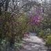 Early spring at Magnolia Gardens, Charleston, SC by congaree