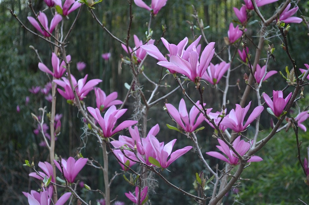 Japanese magnolias by congaree