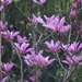 Japanese magnolias by congaree