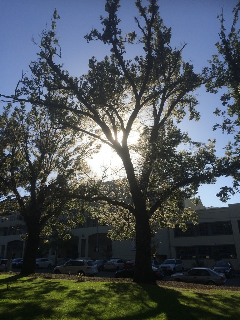 Sunshine through the trees by alia_801