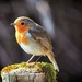 Britain's National Bird? by swillinbillyflynn
