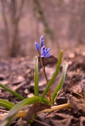 22nd Mar 2015 - Little blue flowers.