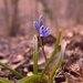 Little blue flowers. by cocobella