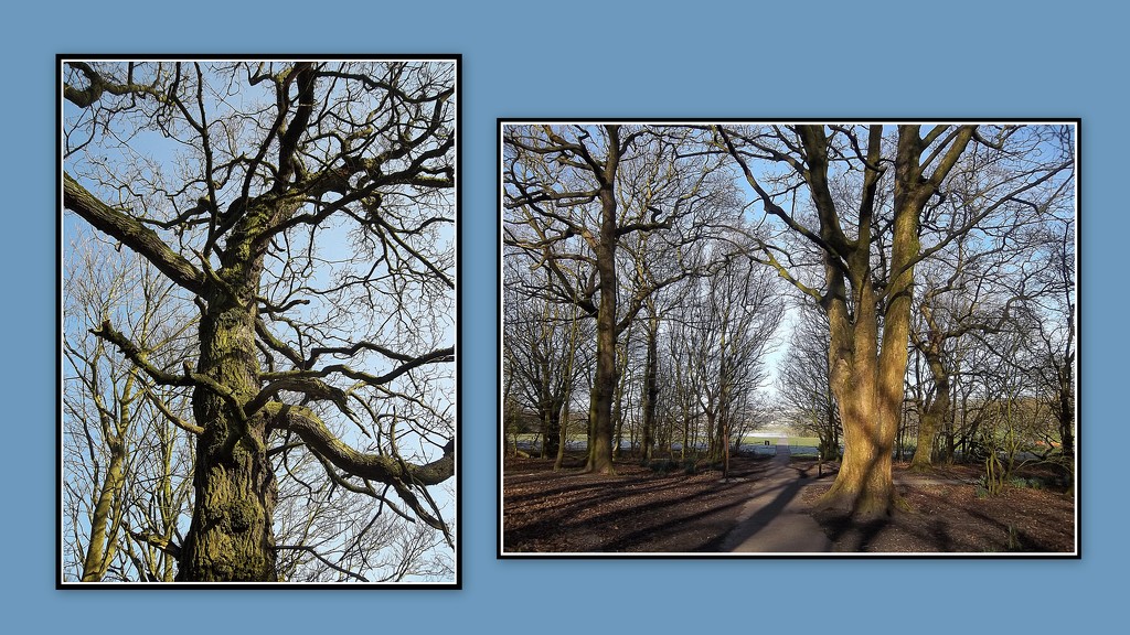 Oak and Beech trees. by grace55
