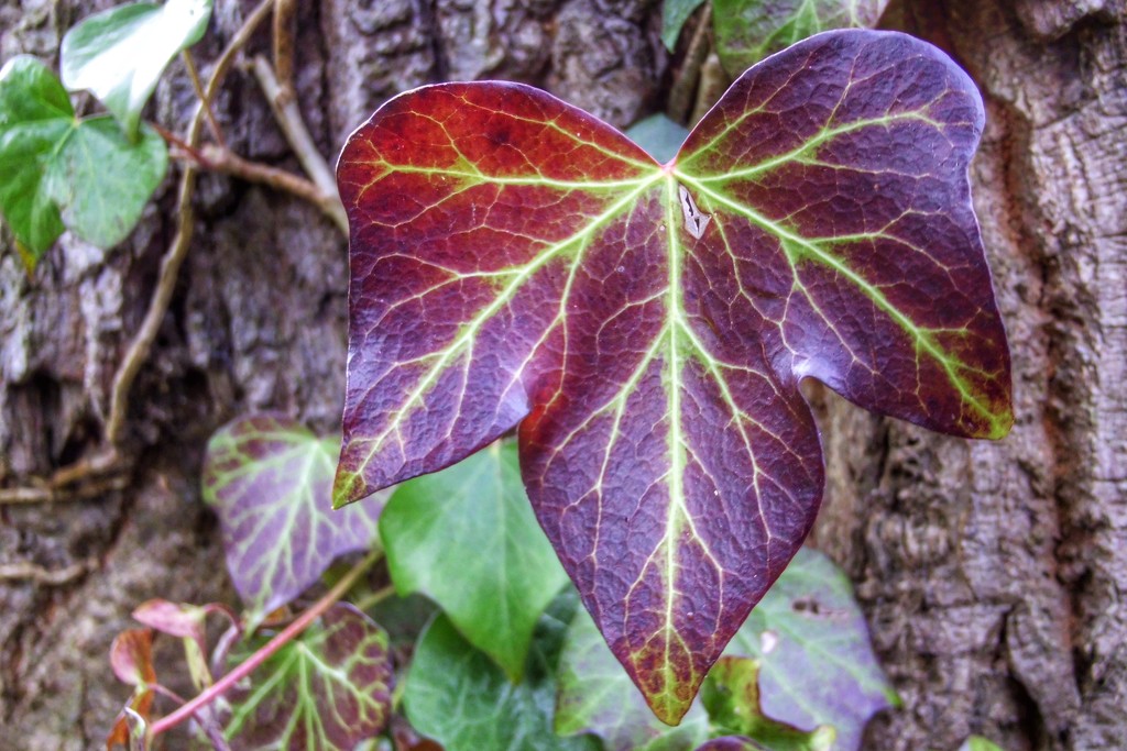 Ivy Leaf by mattjcuk