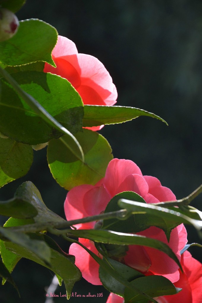 Camellia by parisouailleurs