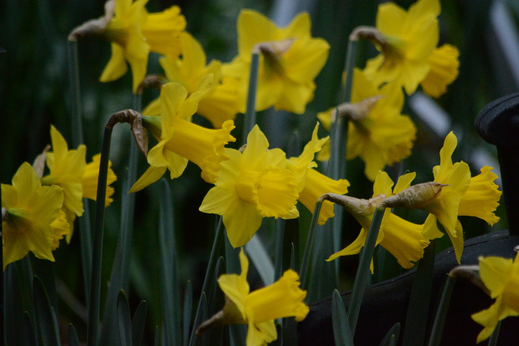 Daffodils by richardcreese