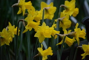 21st Mar 2015 - Daffodils