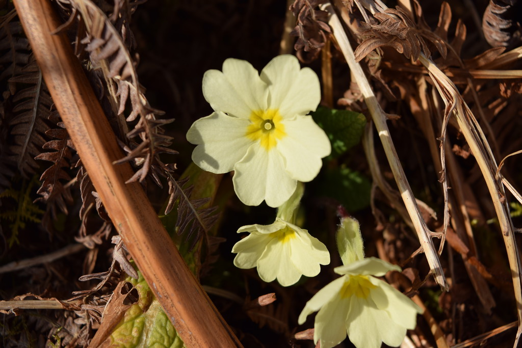 wild primrose by christophercox