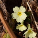 wild primrose by christophercox