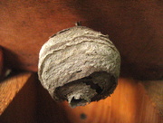 16th Sep 2014 - wasp nest