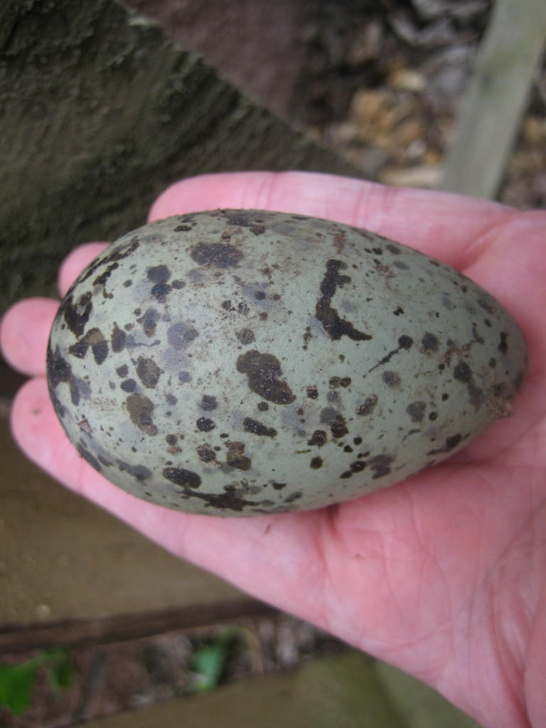 Herring Gull egg by steveandkerry