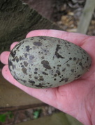 6th Jun 2013 - Herring Gull egg