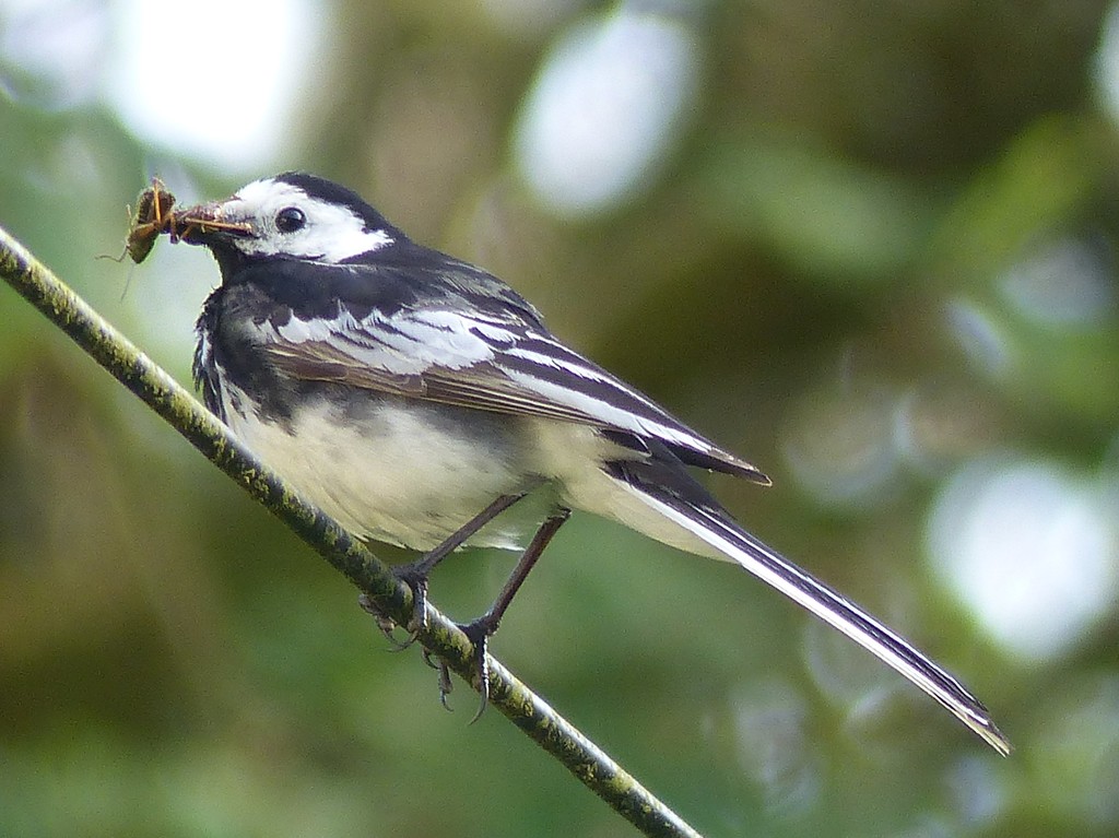  Pied Wagtail feeding a Second Brood by susiemc