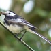  Pied Wagtail feeding a Second Brood by susiemc