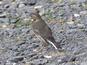 18th Mar 2015 -  Pied Wagtail Chick