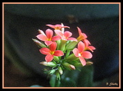22nd Mar 2015 - My Kalanchoe is Blooming