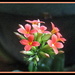 My Kalanchoe is Blooming by vernabeth