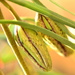 Snakehead Fritillaria buds by ziggy77
