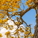 Yellow Tabebuia by danette