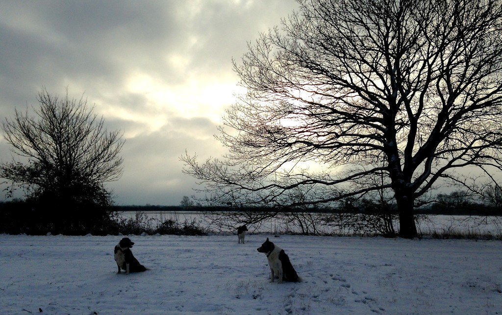 Winter Dogs by helenmoss