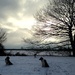 Winter Dogs by helenmoss