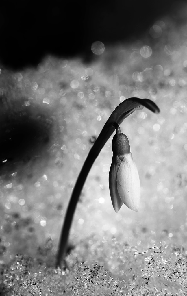 Snow Drop in Black and White  by mzzhope