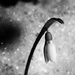 Snow Drop in Black and White  by mzzhope