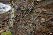 22nd Mar 2015 - 2015-03-22 detail of a wire fence