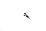 22nd Mar 2015 - peregrine falcon in Flight