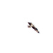 peregrine falcon in Flight by rminer