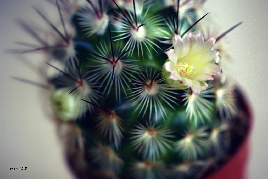 Pincushion Cactus Flower by mhei