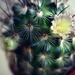 Pincushion Cactus Flower by mhei