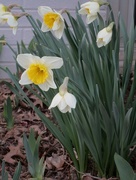 22nd Mar 2015 - Daffodils