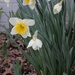 Daffodils by tunia