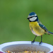 A Year of Days: Day 81 - BlueTit by vignouse