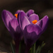 Croci by shesnapped