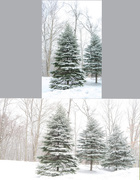 20th Mar 2015 - Snow Setting (top)  Manual Setting (Bottom)