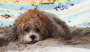 23rd Mar 2015 - Beach Dog