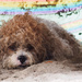 Beach Dog by fotoblah