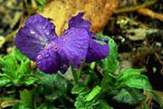 22nd Mar 2015 - Pansy in the Springtime Rain