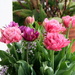 New Variety of Tulips this Season by markandlinda