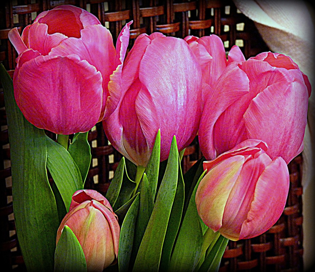 Tulips  by peggysirk