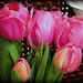 Tulips  by peggysirk